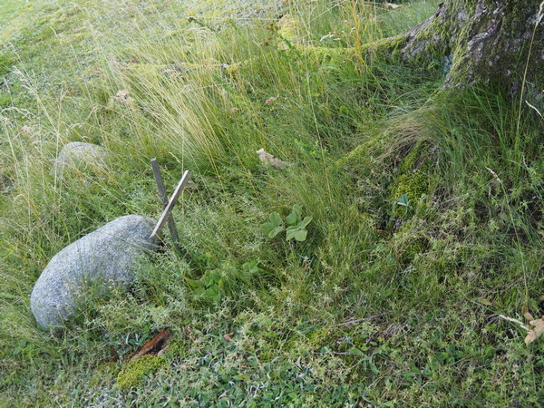 Poli foglarovskou fotografii - Ale Deutsch